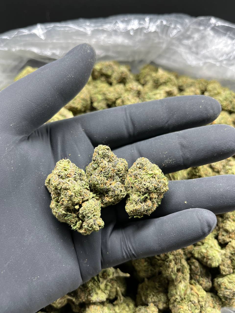 Lemon Cherry Gelato Weed Strain By Backpack boyz Cali Packs Store